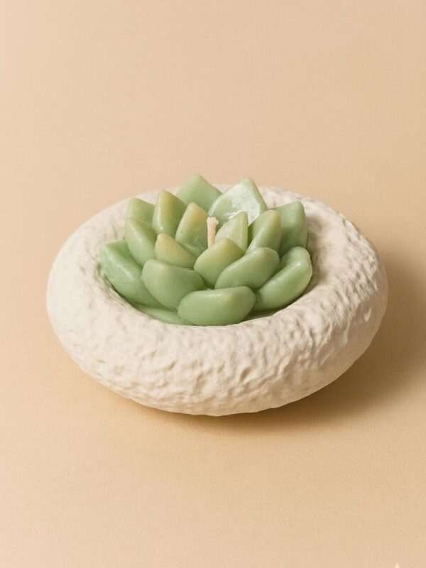 suculenta con recipiente artesanal